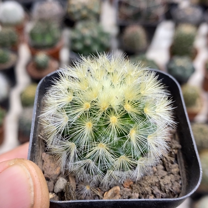 金刺嘉文丸特价福利