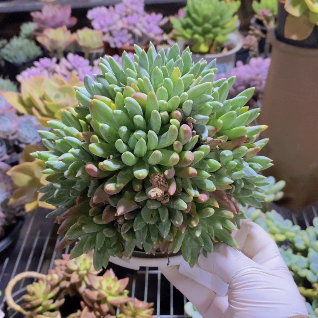 9594炫彩星一物一拍