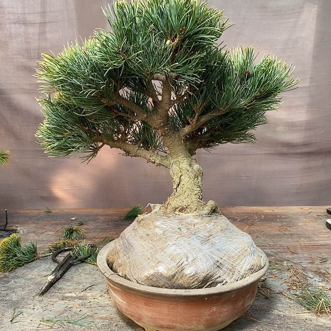 无花朵大阪1111111