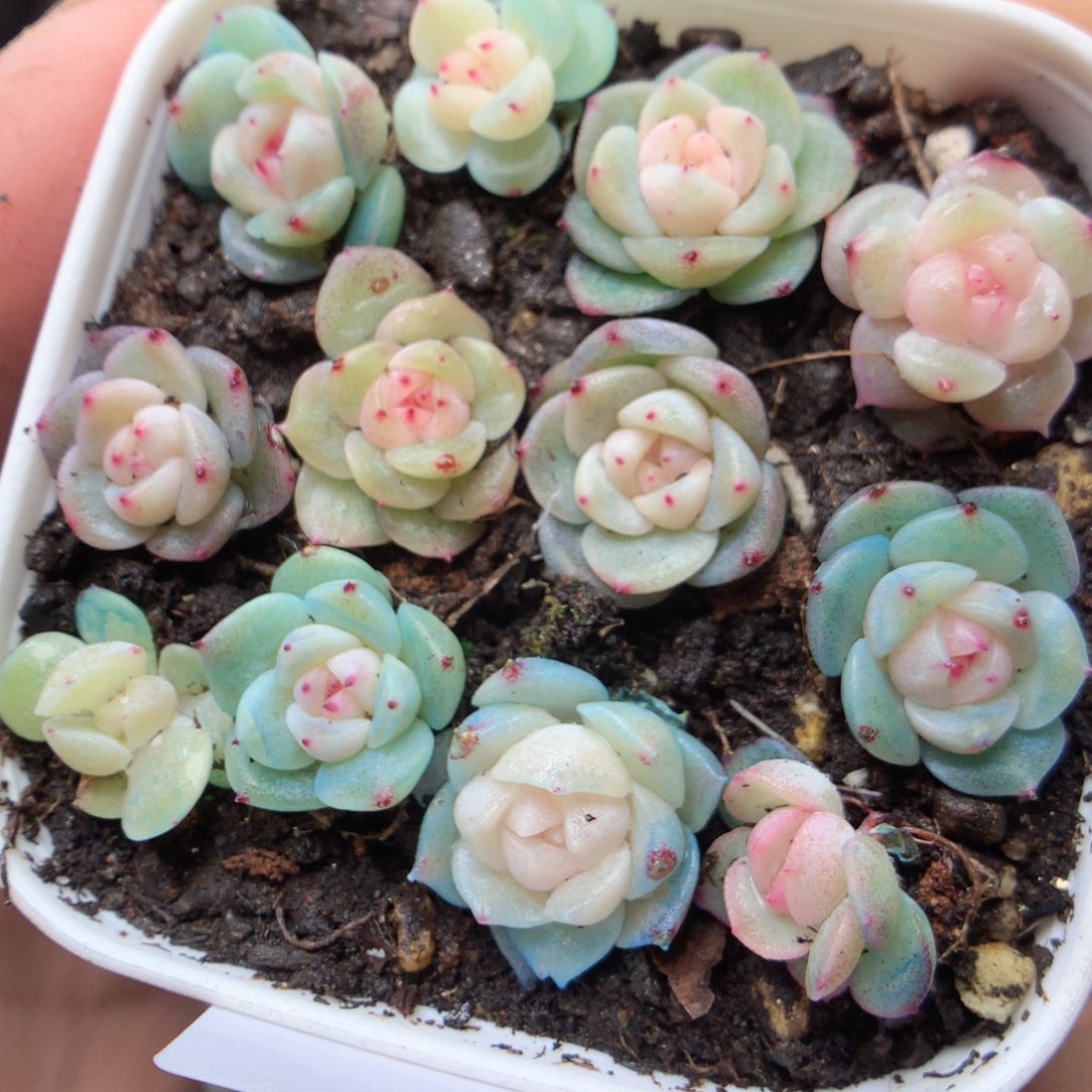 无花朵E32。甜心ytttttt