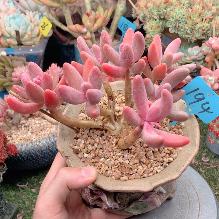 欢喜多肉一物一拍 红手指