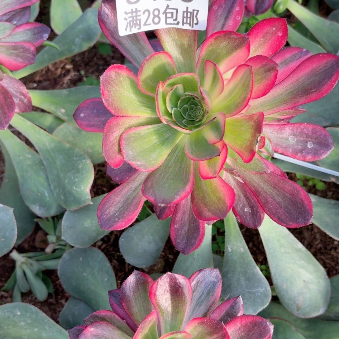 B. 8453黑魔锦多肉