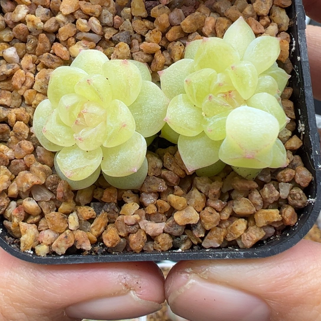 642号财富密码8888