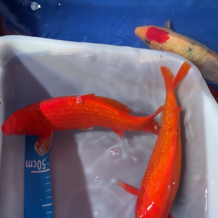 锦鲤锦鲤红白火鲤