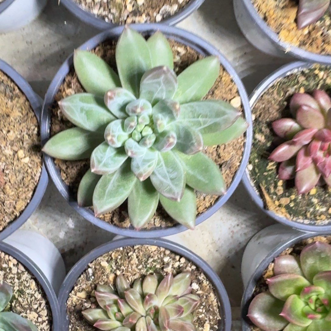  美人杂交 一物一拍