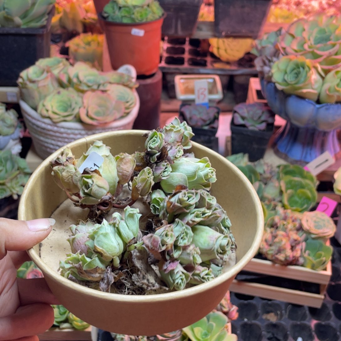 香***柴多肉植物山地玫瑰101四颗