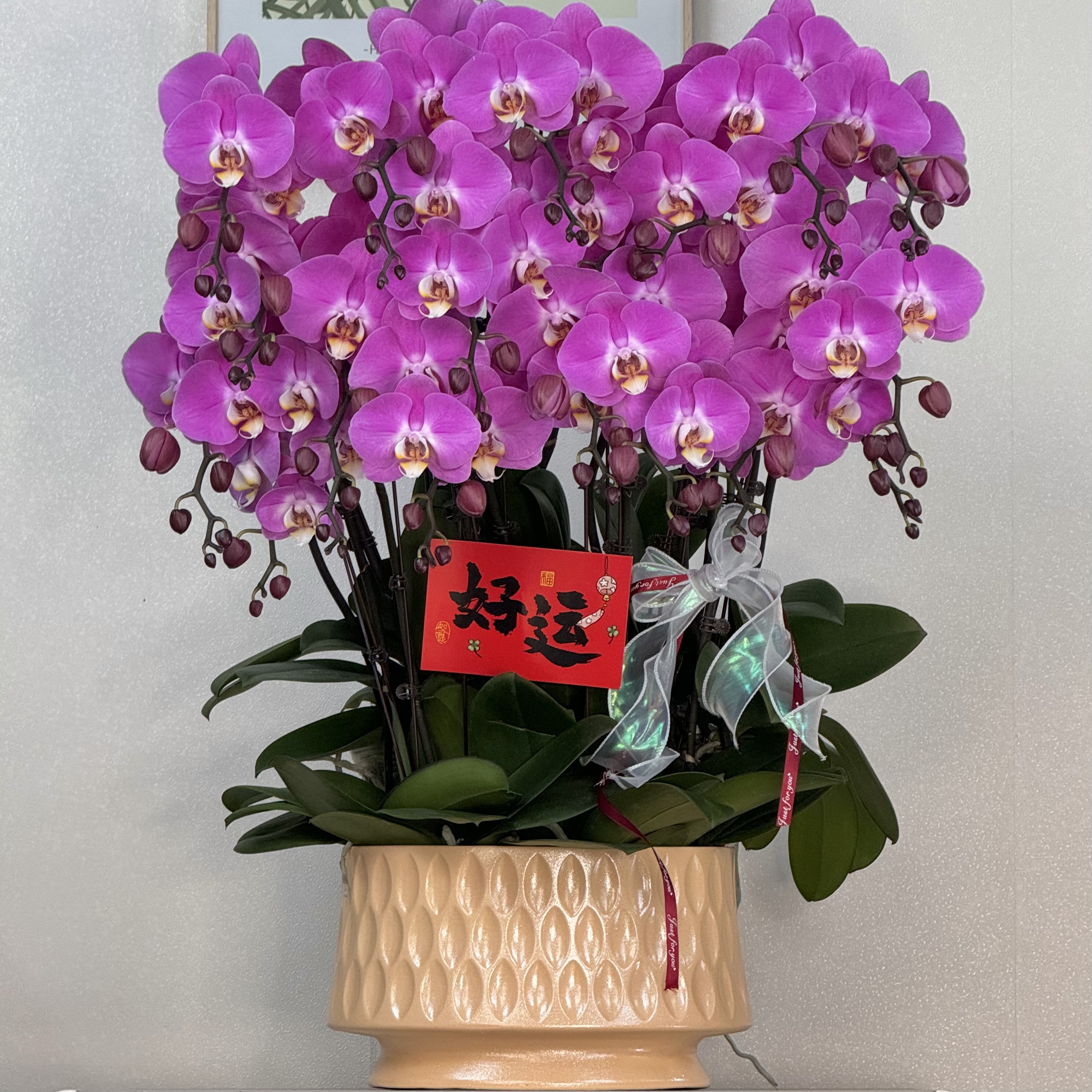 蝴蝶兰【大粉宝图】粉紫色 大花型 紫气东来 带花苞基地直发