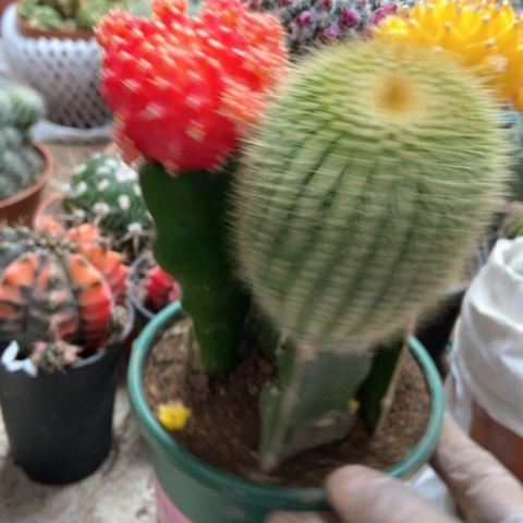 红绿的仙人球18米去形容