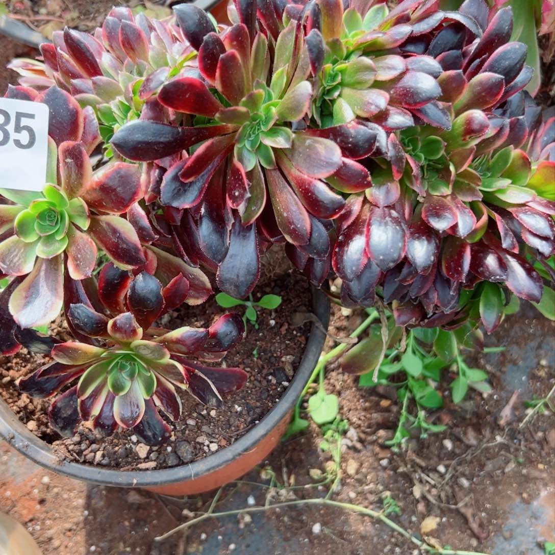 我1385 号多肉法师新年特价