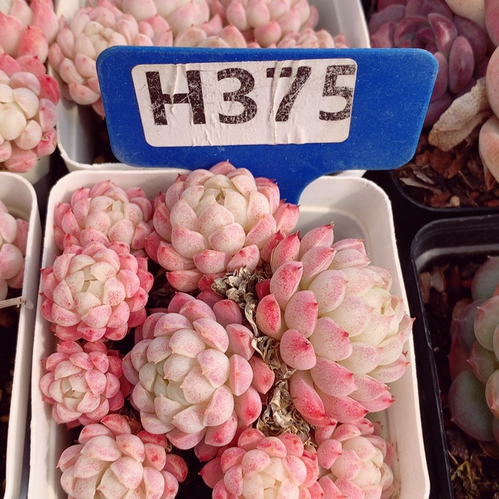 羊脂球7cm不包整群福利