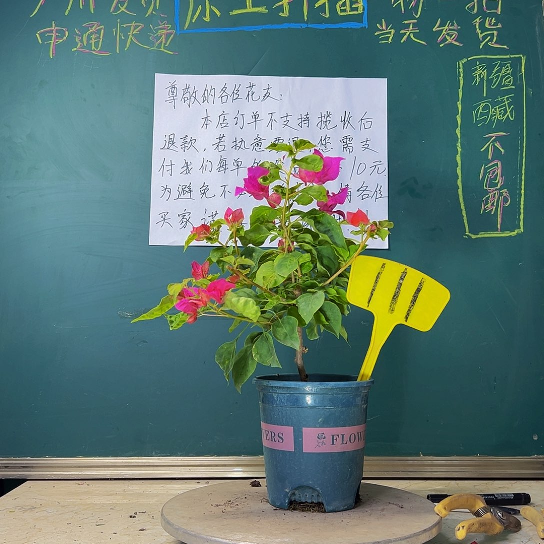 当前无花栽培后可以开花红九月 111