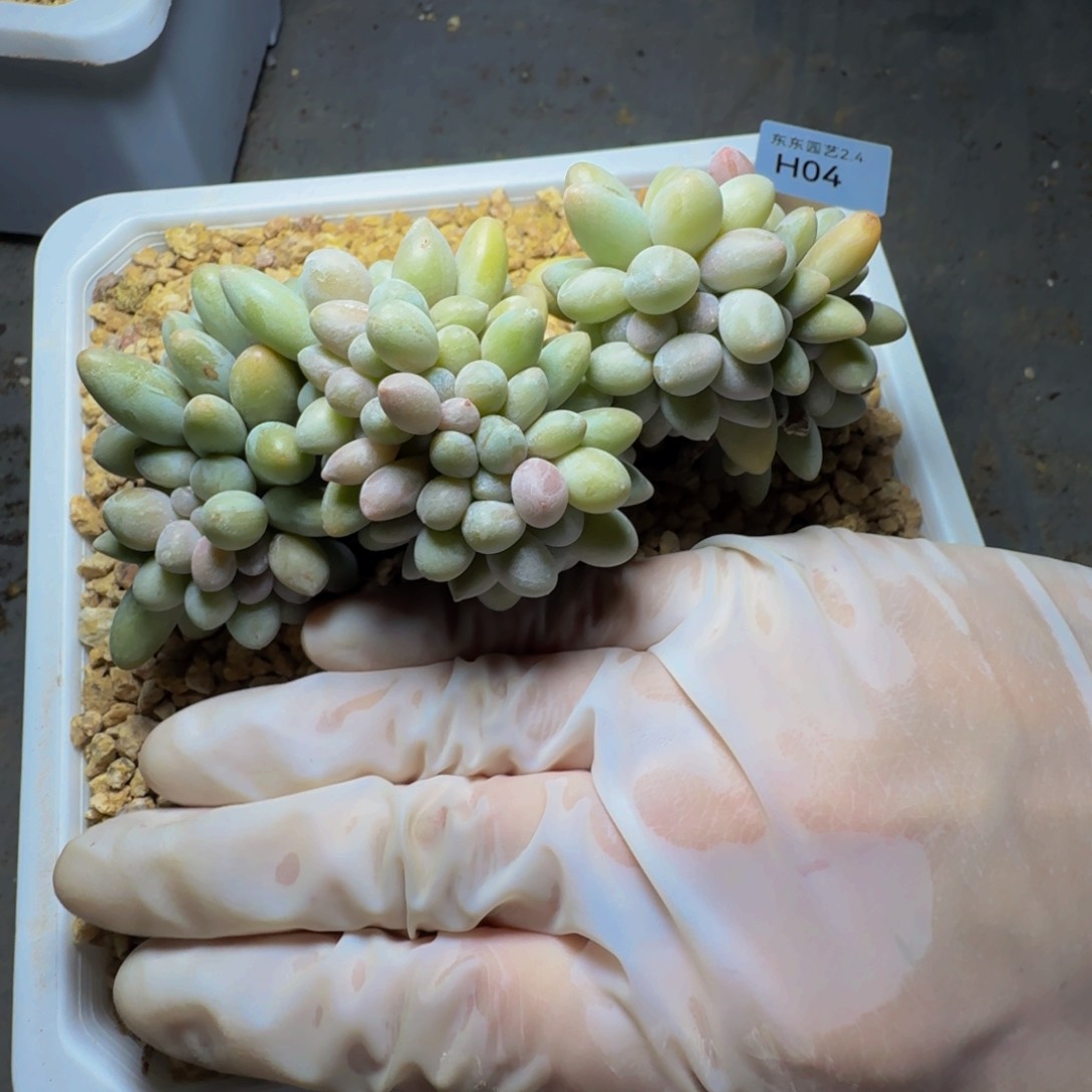 h h h h h h h h h 4