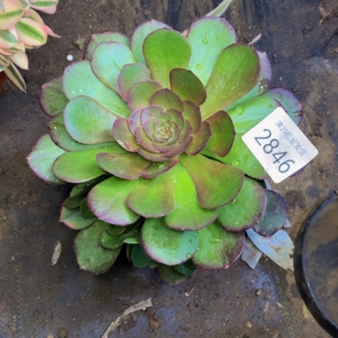 雨荷多肉植物2846