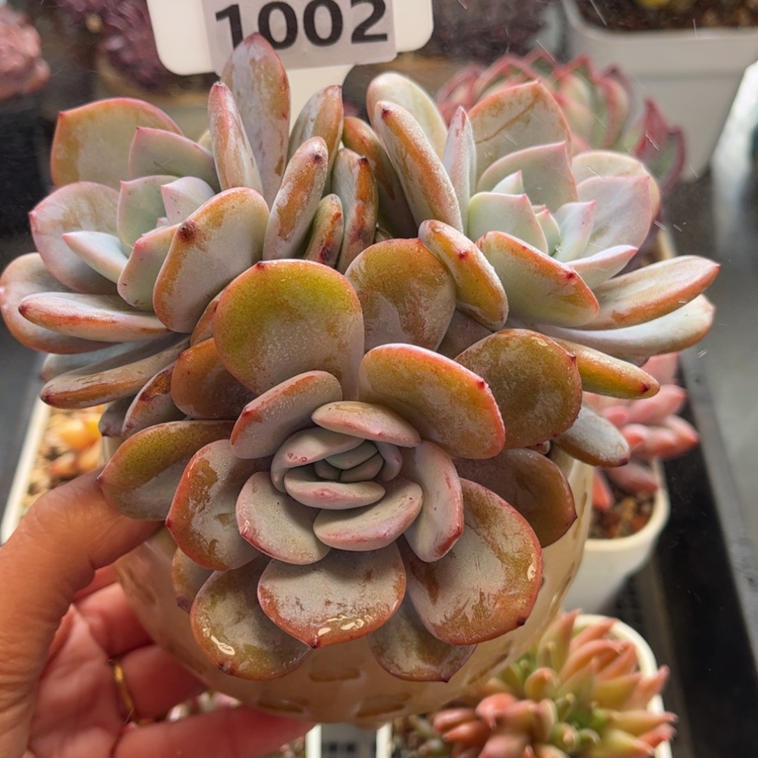 潇***1002 天冷必拍保温箱