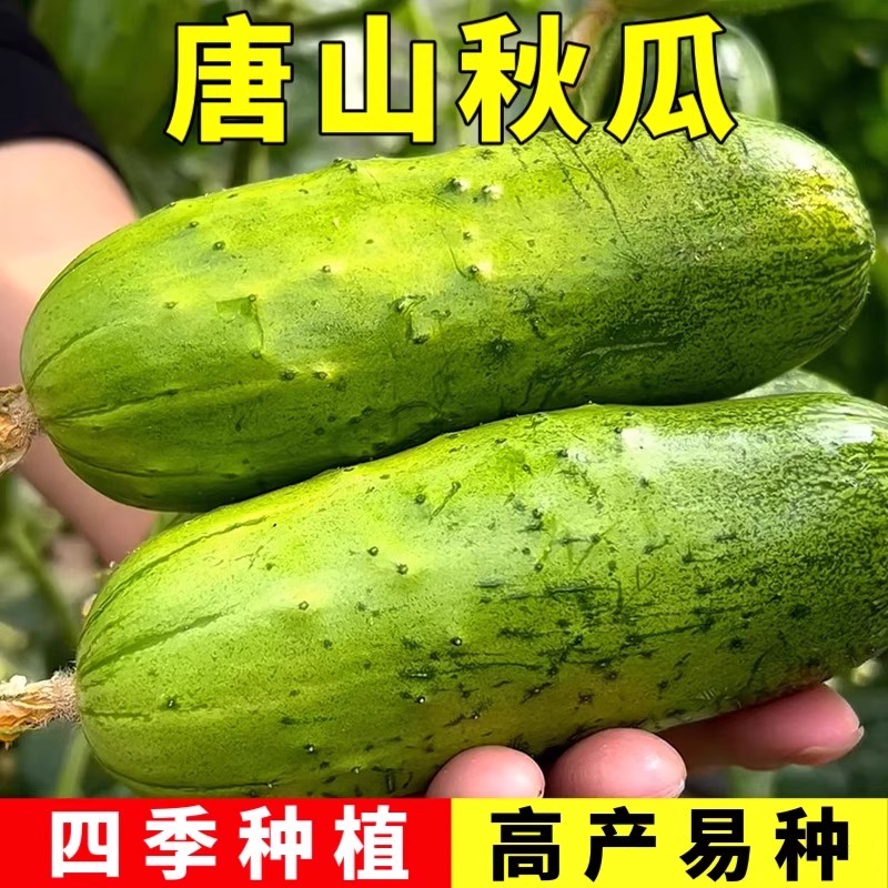 【唐山秋黄瓜种子】原装正品唐山秋黄瓜种子高产脆嫩早熟品种