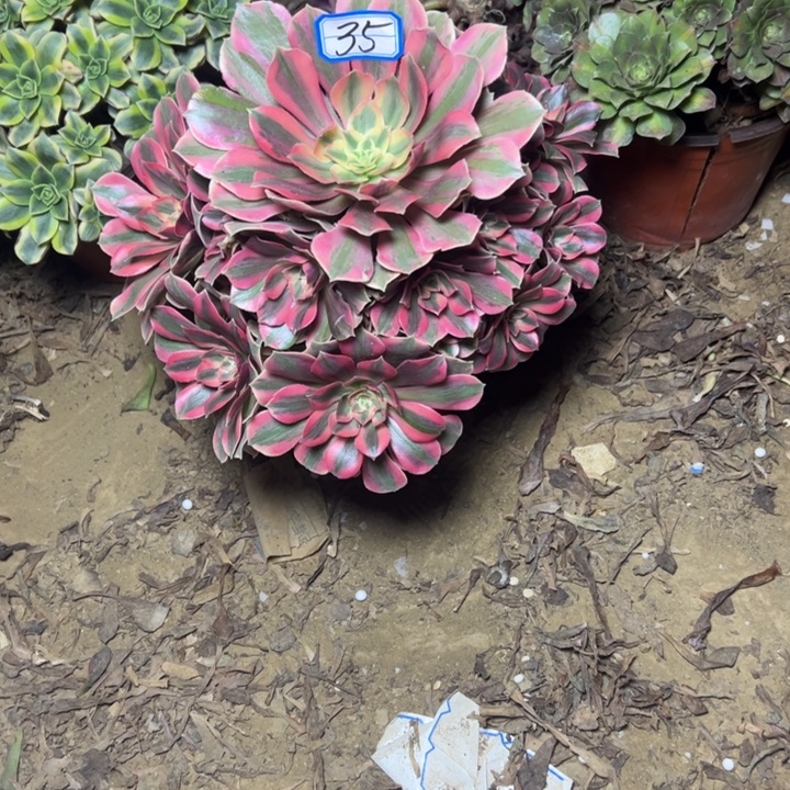 多肉植物粉女妖法师35