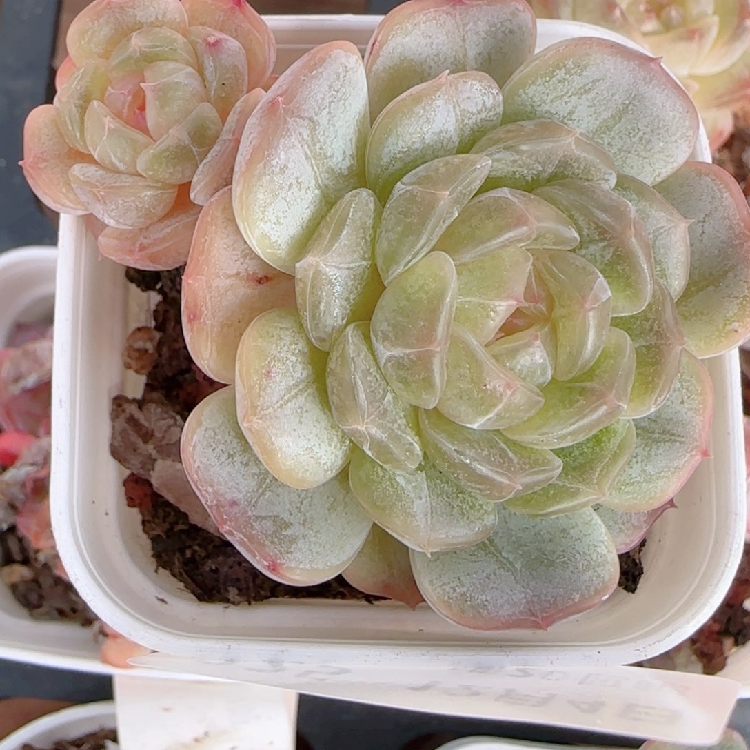 何***包花语多肉1204-225