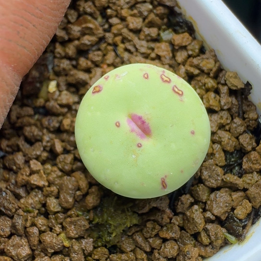 305产地脱土发货000000000