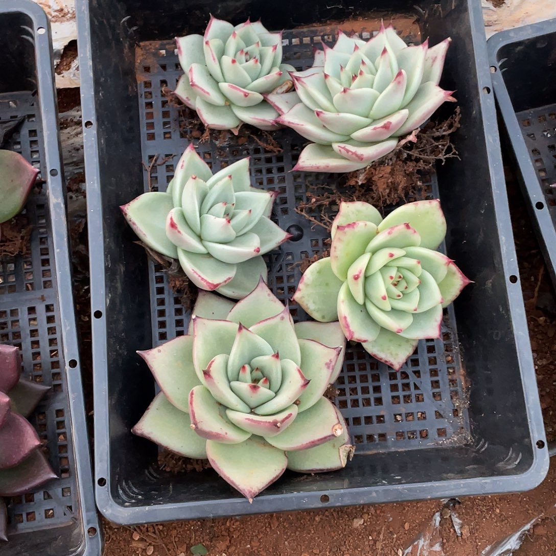 卡***。若如多云单拍A343