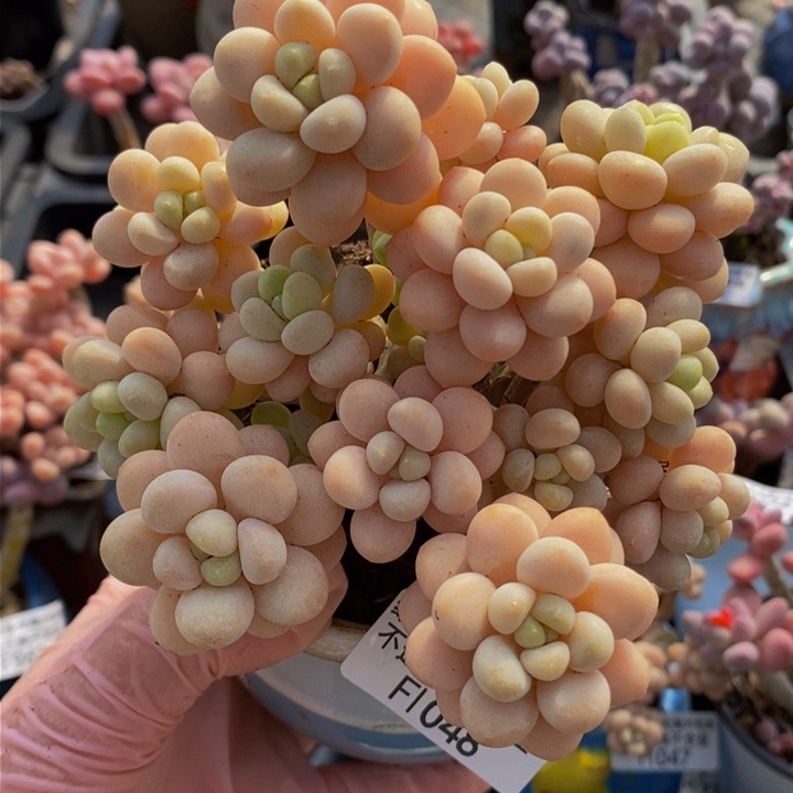 洛可可老桩m 10 c m 1048多肉