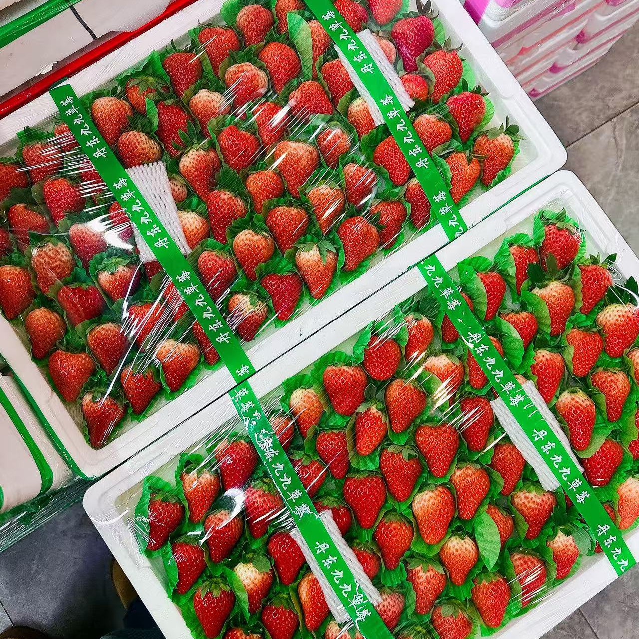 丹东九九草莓 发一板 72枚果