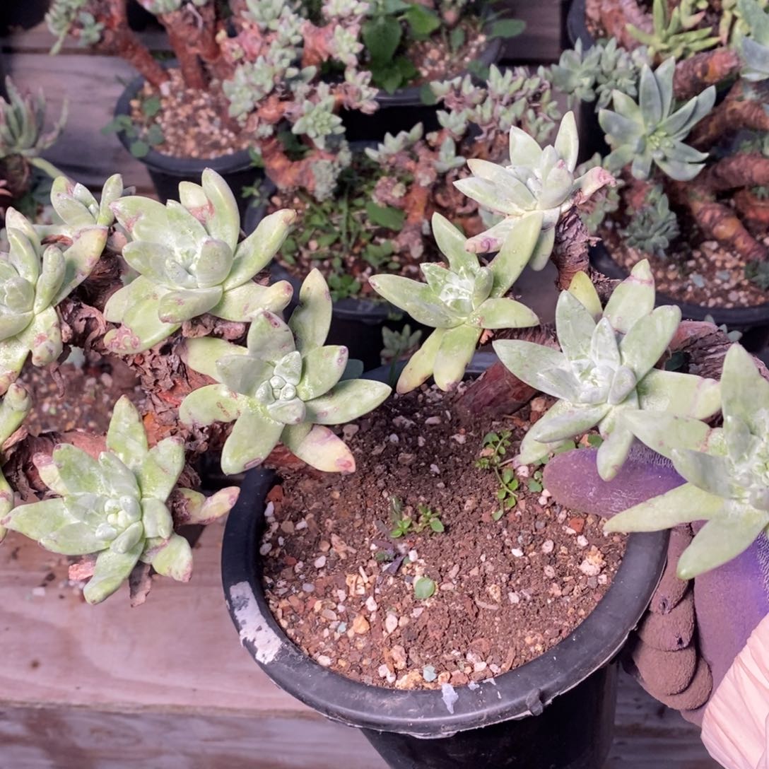 2013绿法瑞哈哈哈哈哈哈哈哈哈哈哈