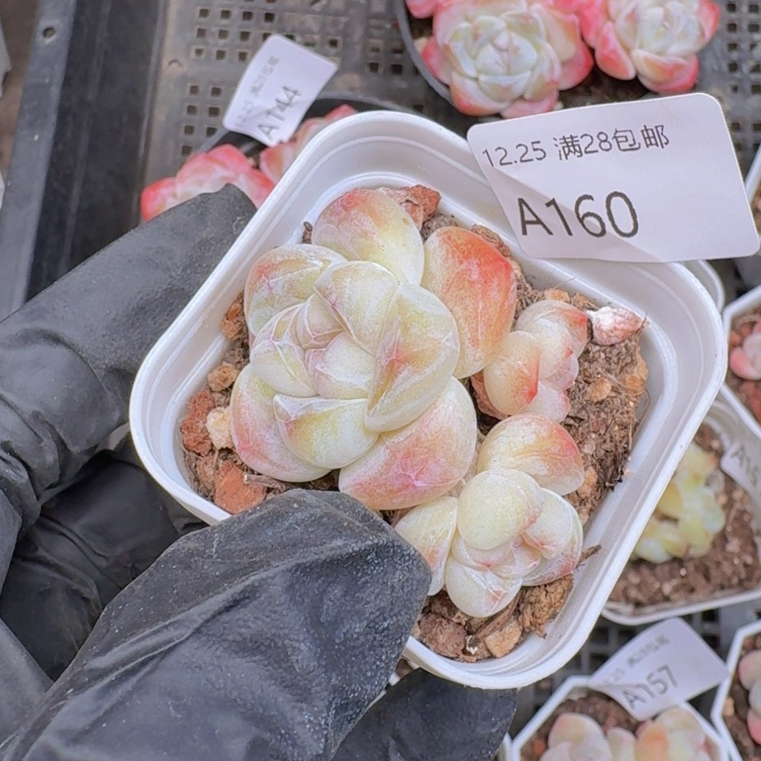 3头一颗带盆带土发货