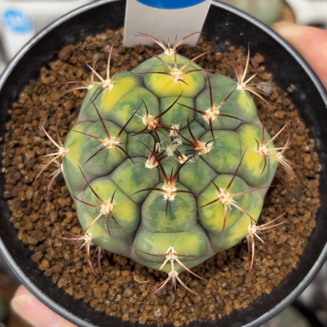 214实生散斑天紫玉锦带盆