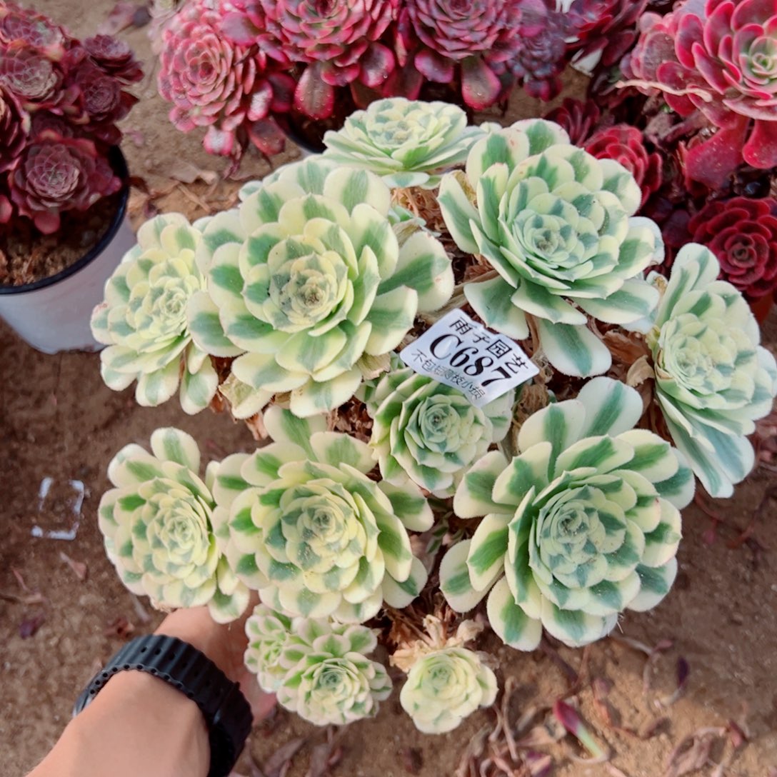 迈巴赫法师锦687号宽28