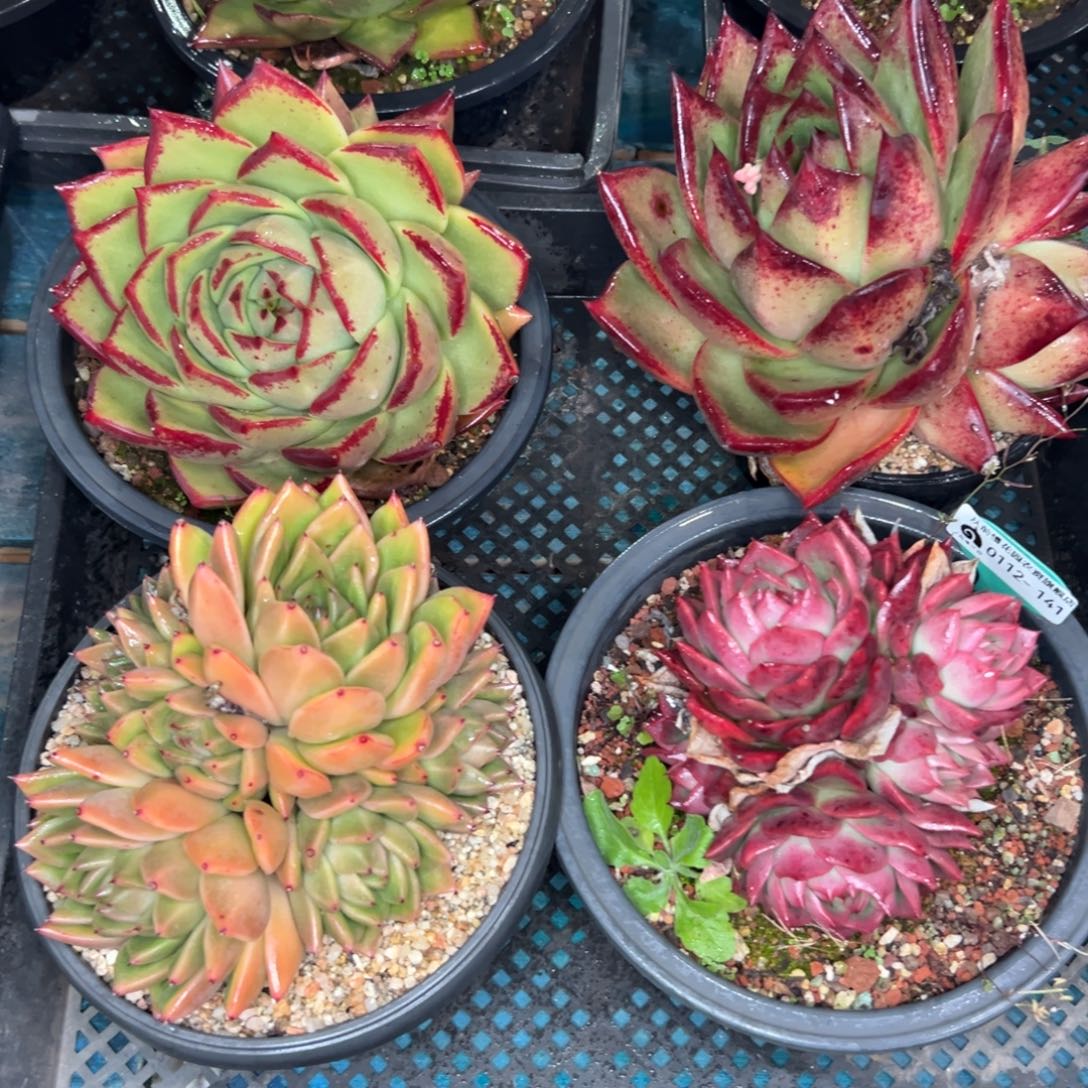 多肉一物一拍0112.141