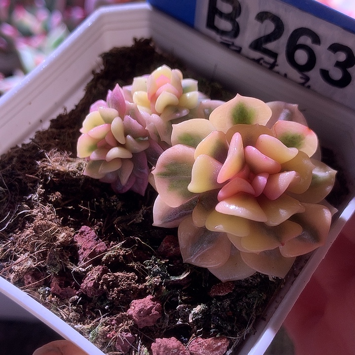 雪精灵三头覆轮锦有根