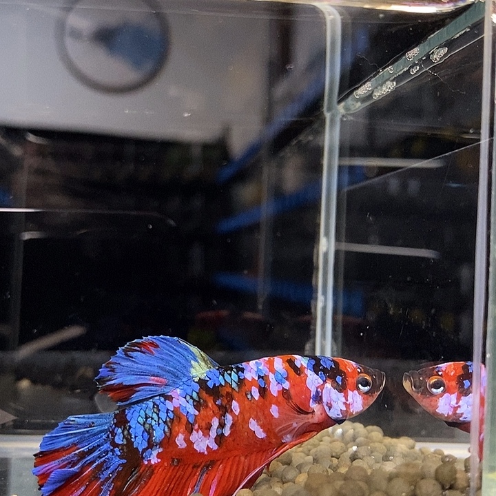 斗鱼黑247号巨斗将军