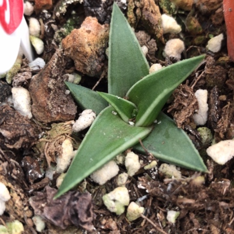 丸叶芦荟芦荟芦荟