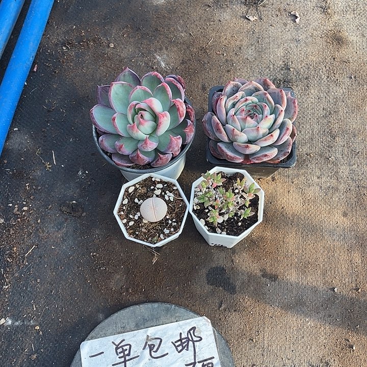 九***龟四盆精品多肉带盆发货