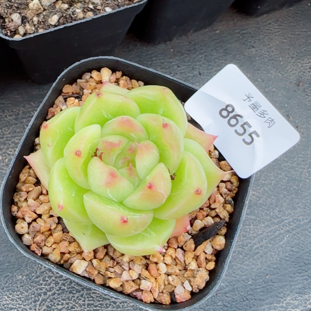 黄珍妮，8655多肉植物
