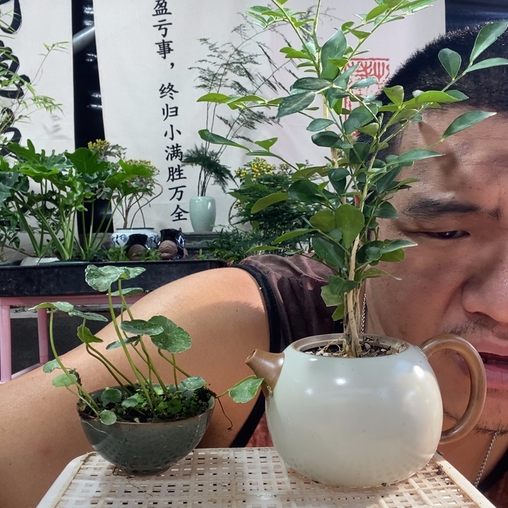 以实际为准盆景盆栽绿植61
