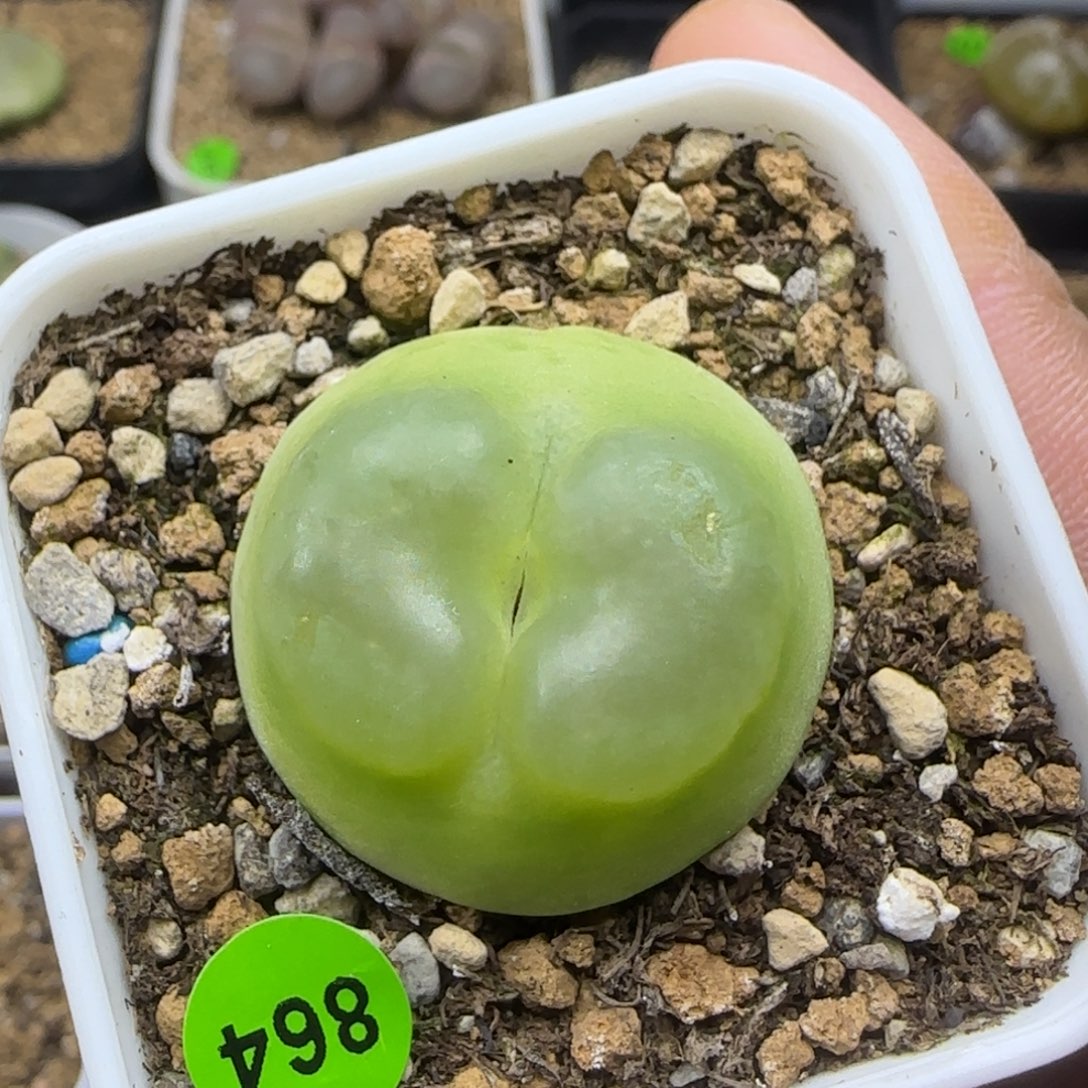 拉登2.8点多肉植物864