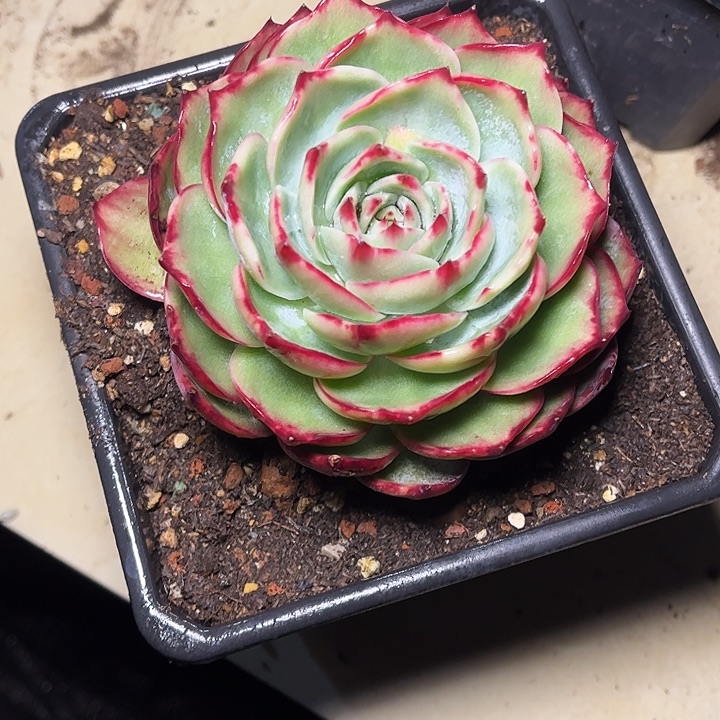 一***世惊鸿仙子一物一拍