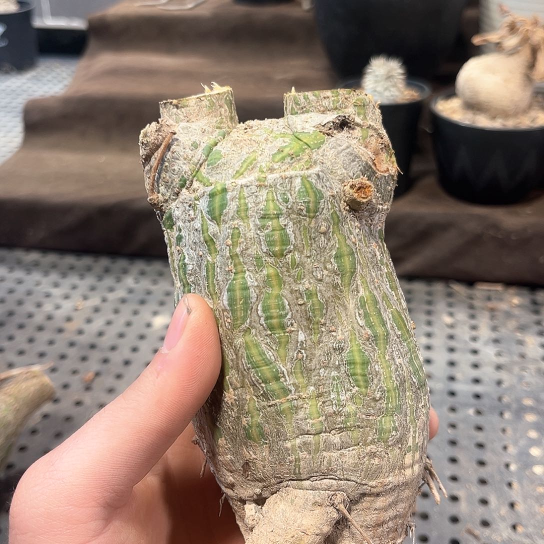 龟甲木棉11111111111