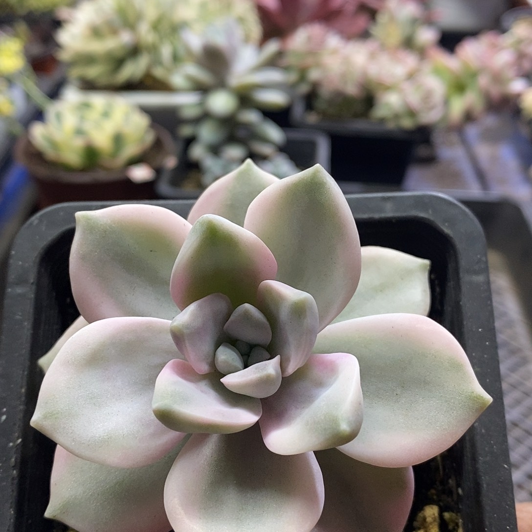 1052紫乐锦多肉植物