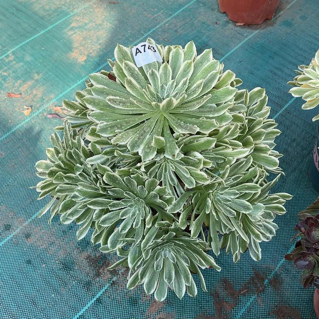 多肉法师碧浪743