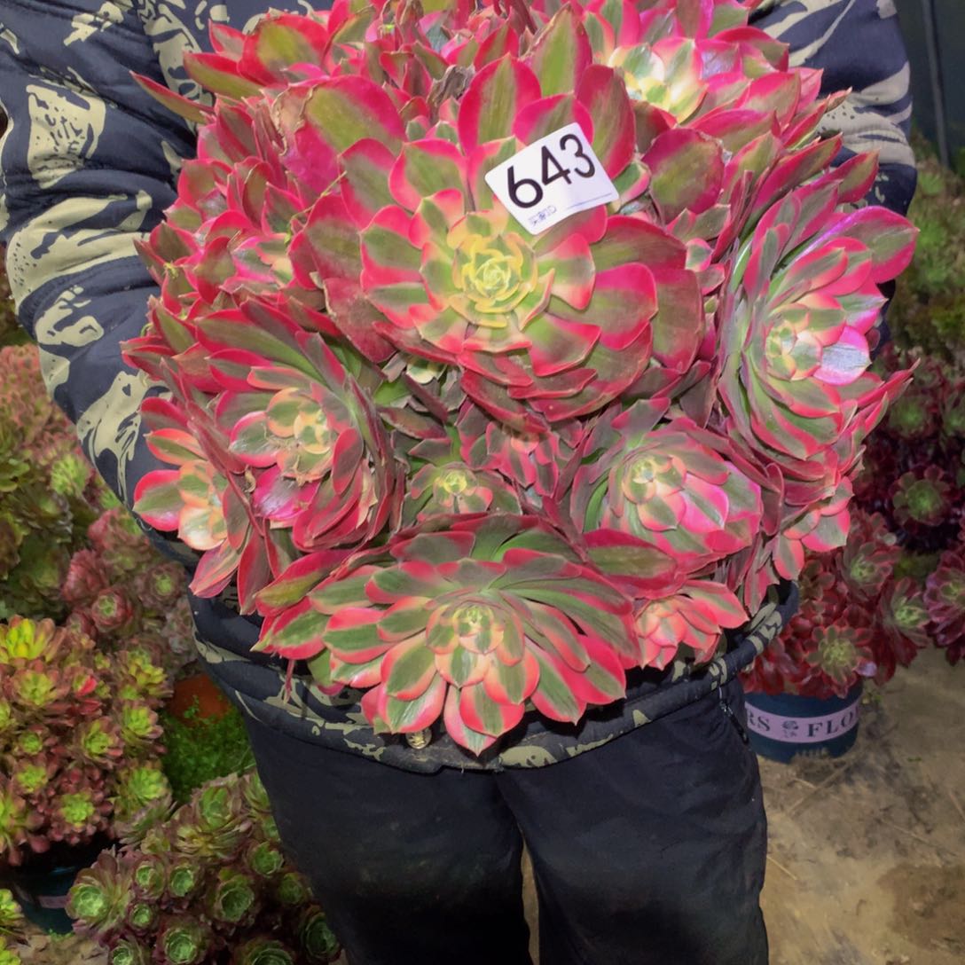 法师多肉植物643