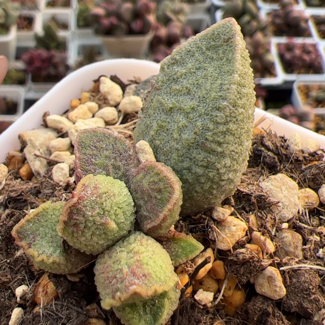 实生低叶苗多肉植物水泡