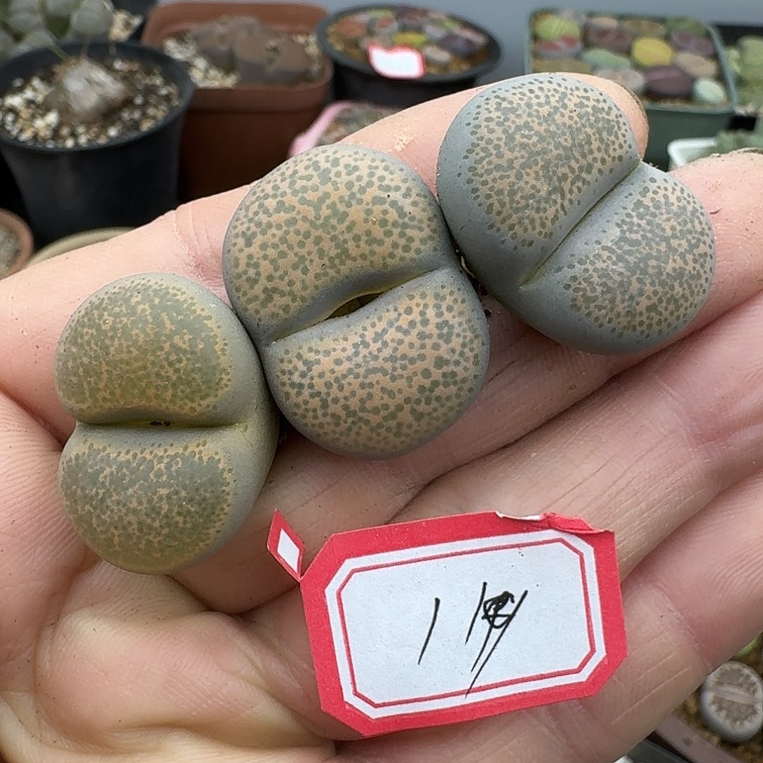 119的橘橘橘生日礼多肉