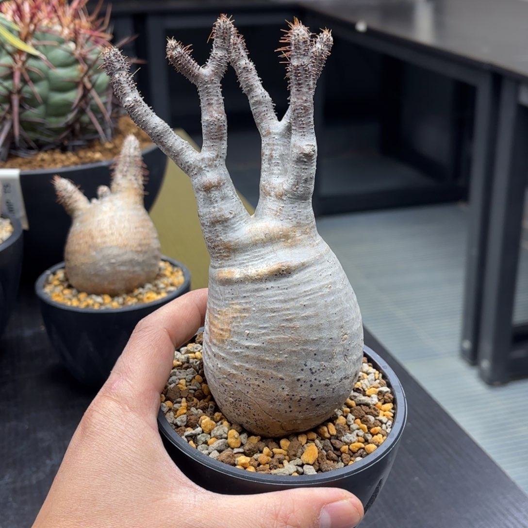 象牙宫带盆包邮四号