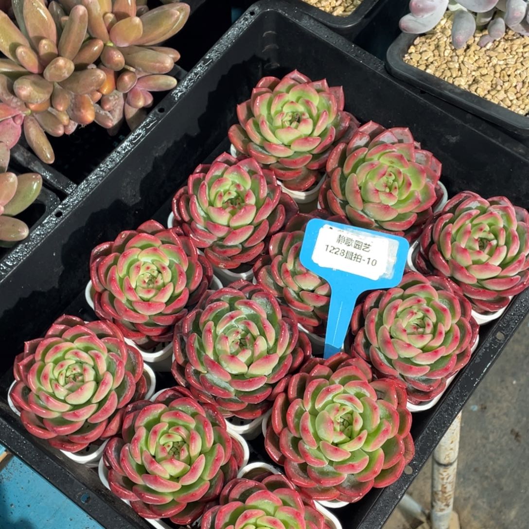 1228-10-红鸾单头一颗