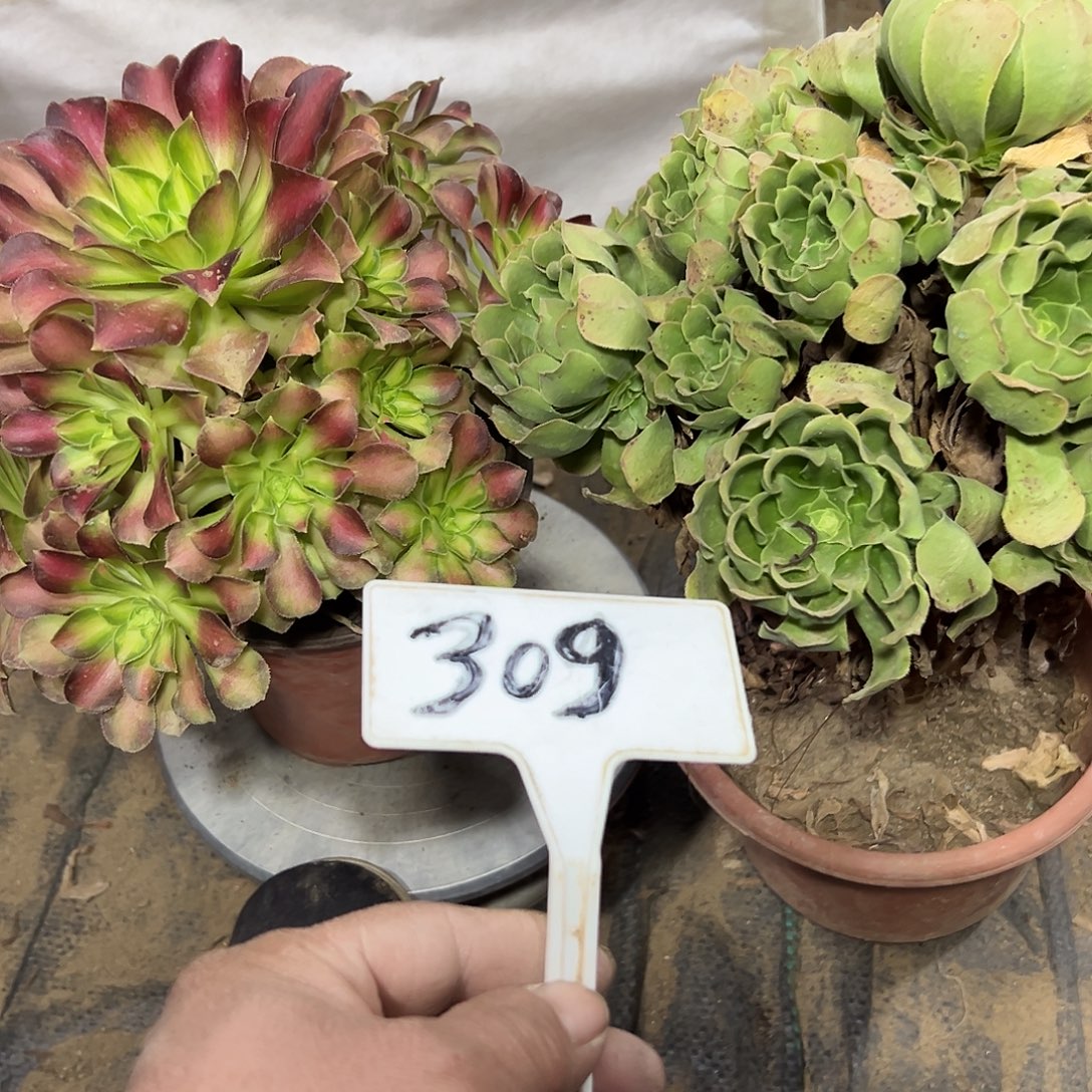 多肉植物组合2个系列309