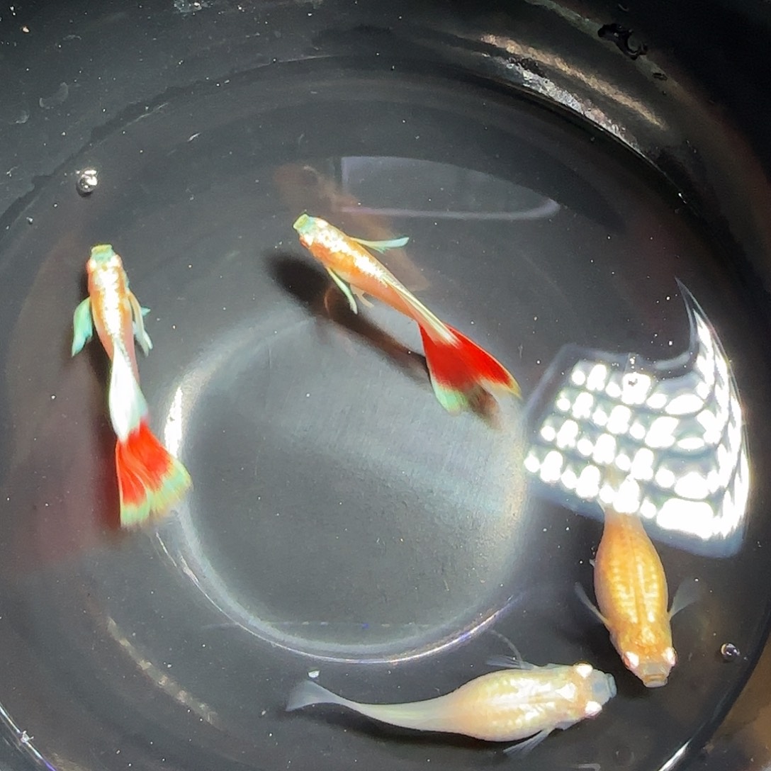 孔雀鱼火烧云飞船两对