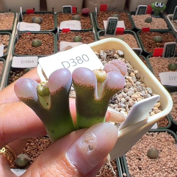 b***u380。 干疤福利。 比肉Pnsp