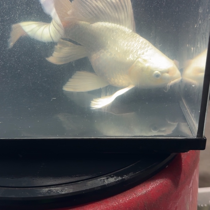 *****蝴蝶鲤鱼蝴蝶鲤88